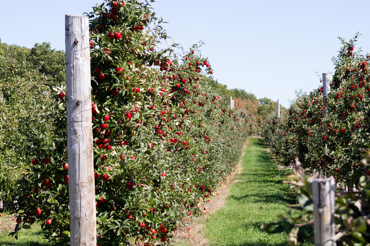 Hasattan kalan bilgi — temsili tarım görseli